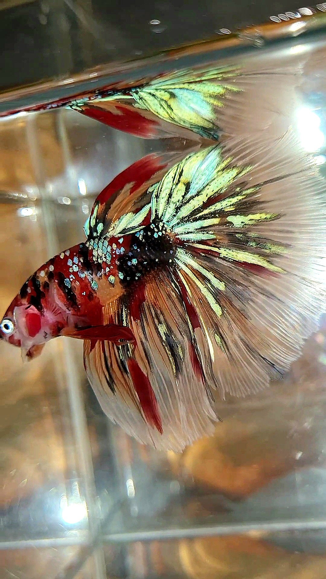 HALFMOON ROSETAIL KOI GALAXY TIGER MULTICOLOR BETTA FISH