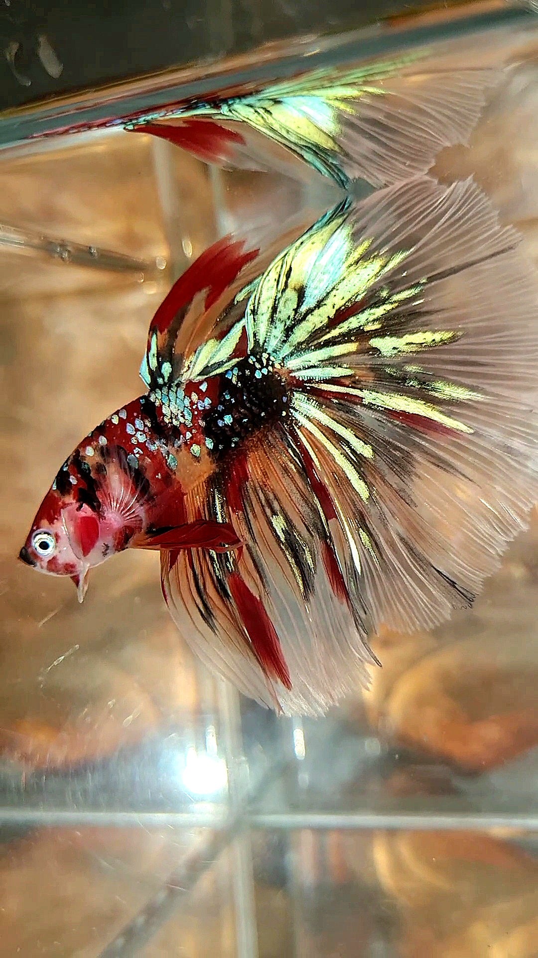HALFMOON ROSETAIL KOI GALAXY TIGER MULTICOLOR BETTA FISH