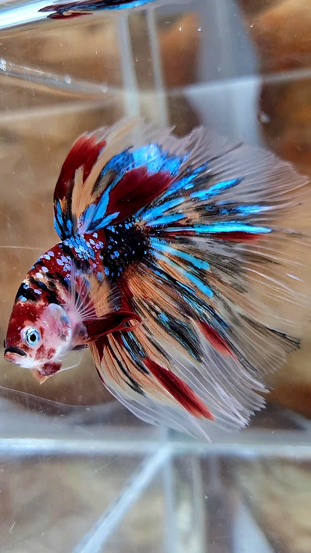 HALFMOON ROSETAIL KOI GALAXY TIGER MULTICOLOR BETTA FISH