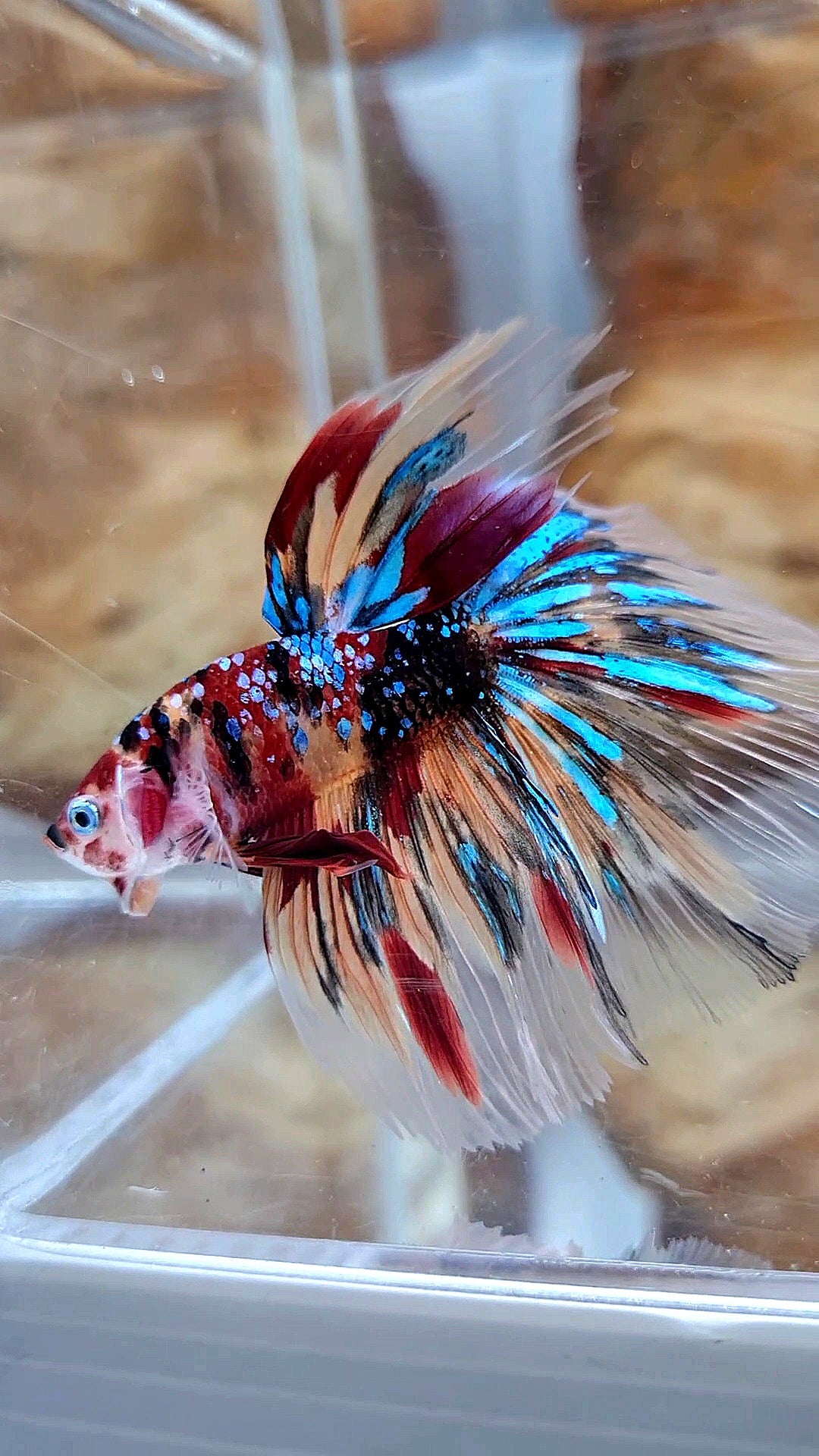 HALFMOON ROSETAIL KOI GALAXY TIGER MULTICOLOR BETTA FISH