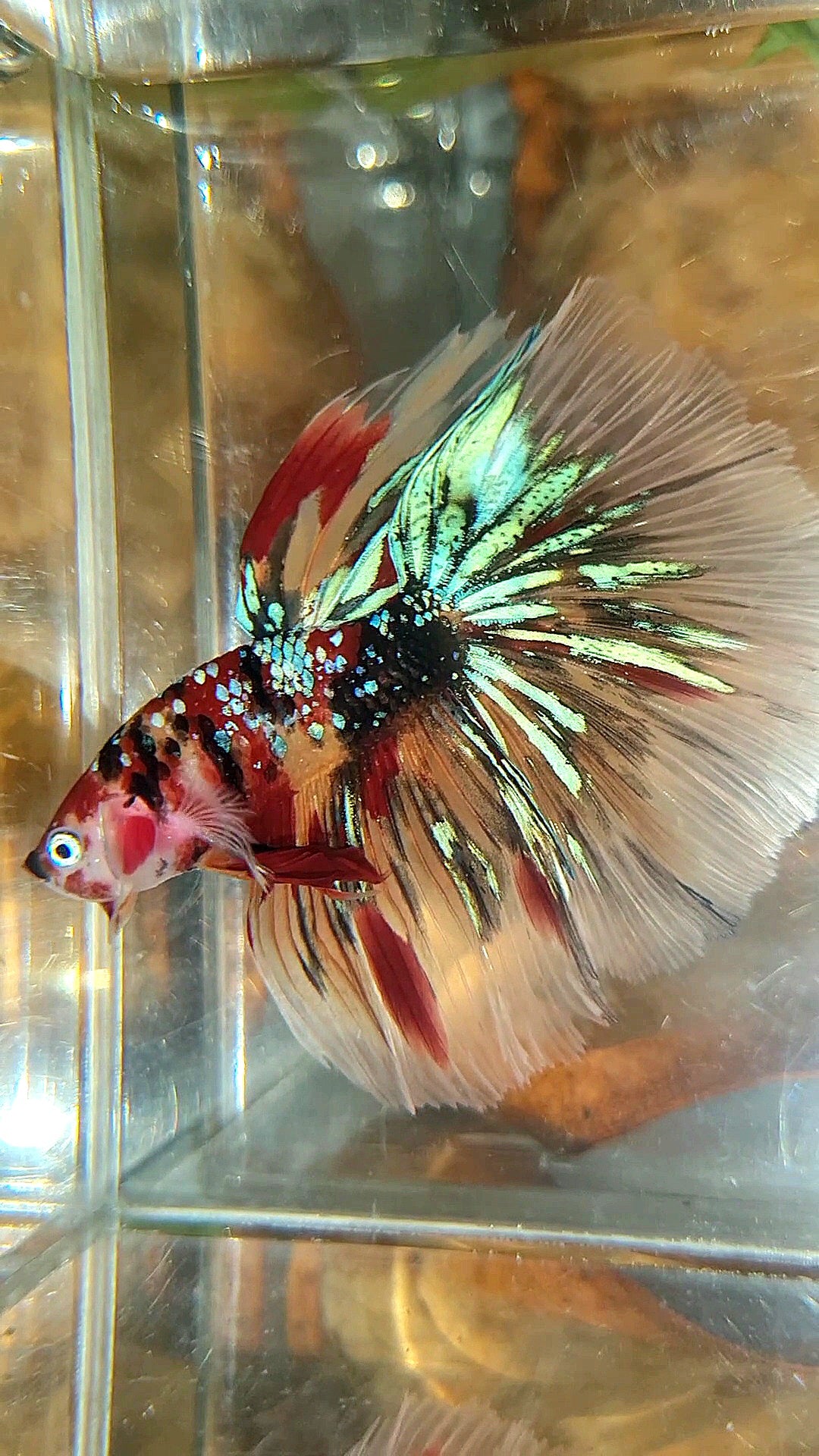HALFMOON ROSETAIL KOI GALAXY TIGER MULTICOLOR BETTA FISH