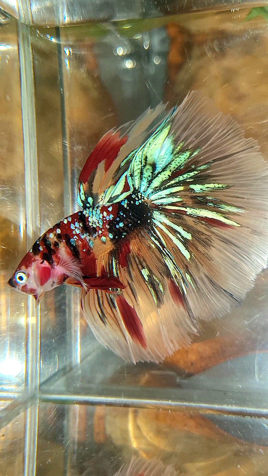 HALFMOON ROSETAIL KOI GALAXY TIGER MULTICOLOR BETTA FISH