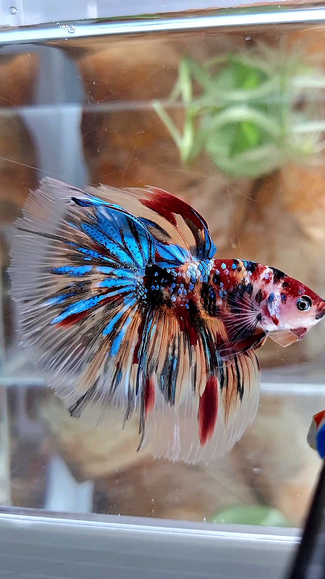 HALFMOON ROSETAIL KOI GALAXY TIGER MULTICOLOR BETTA FISH