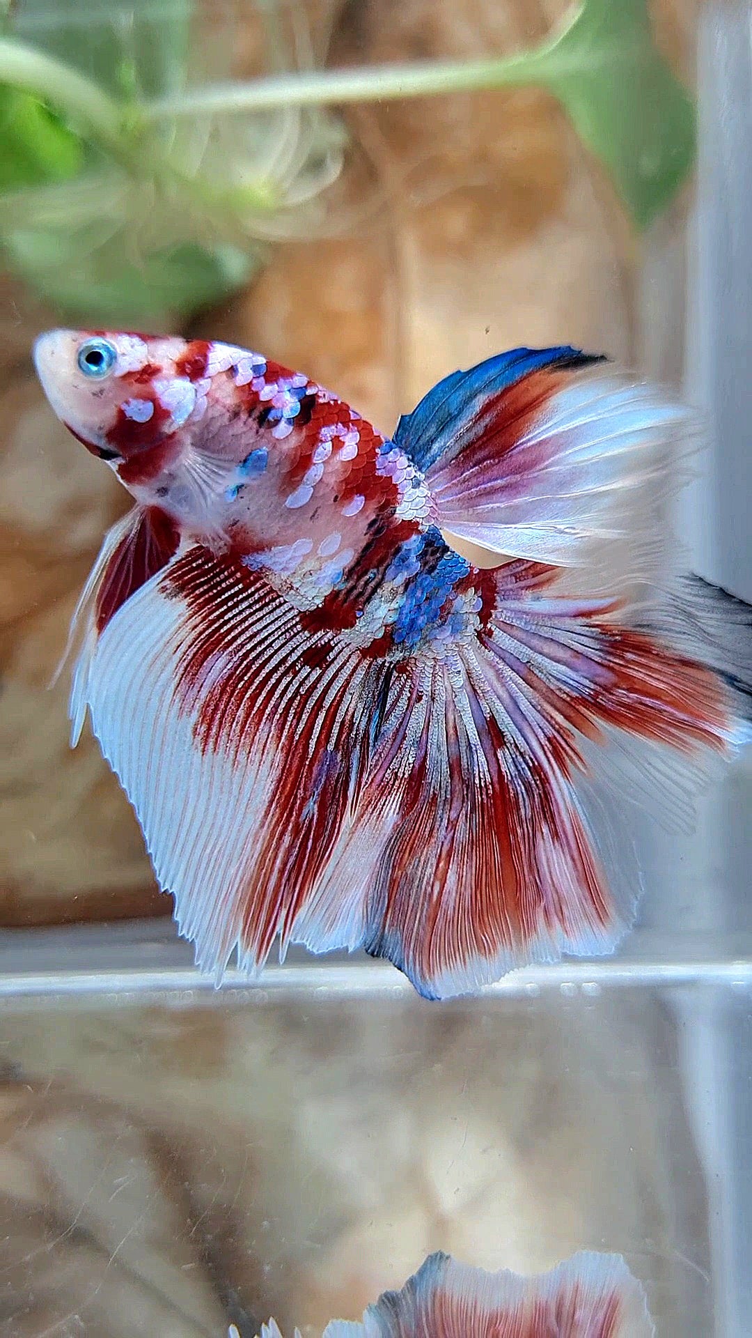 HALFMOON ROSETAIL BARONGSAI RED WHITE GALAXY MULTICOLOR BETTA FISH