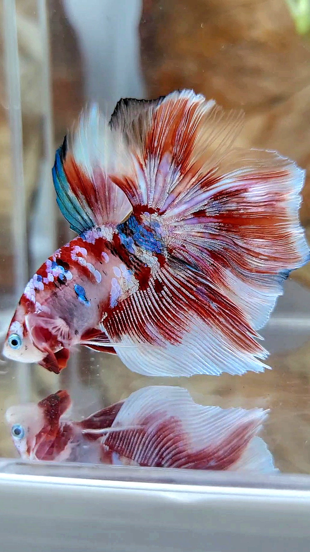 HALFMOON ROSETAIL BARONGSAI RED WHITE GALAXY MULTICOLOR BETTA FISH