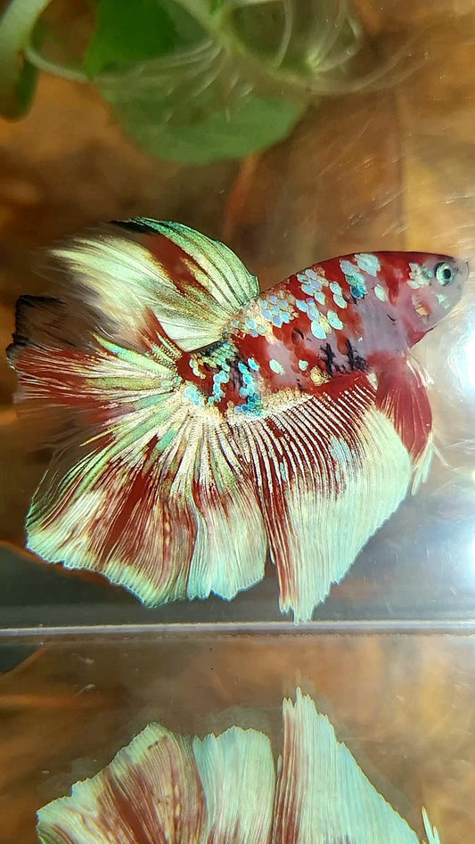 HALFMOON ROSETAIL BARONGSAI RED WHITE GALAXY MULTICOLOR BETTA FISH