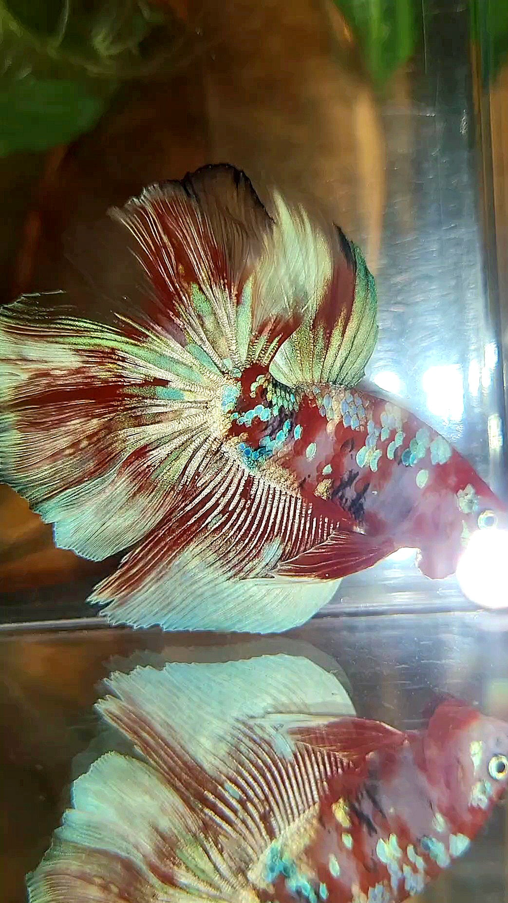HALFMOON ROSETAIL BARONGSAI RED WHITE GALAXY MULTICOLOR BETTA FISH