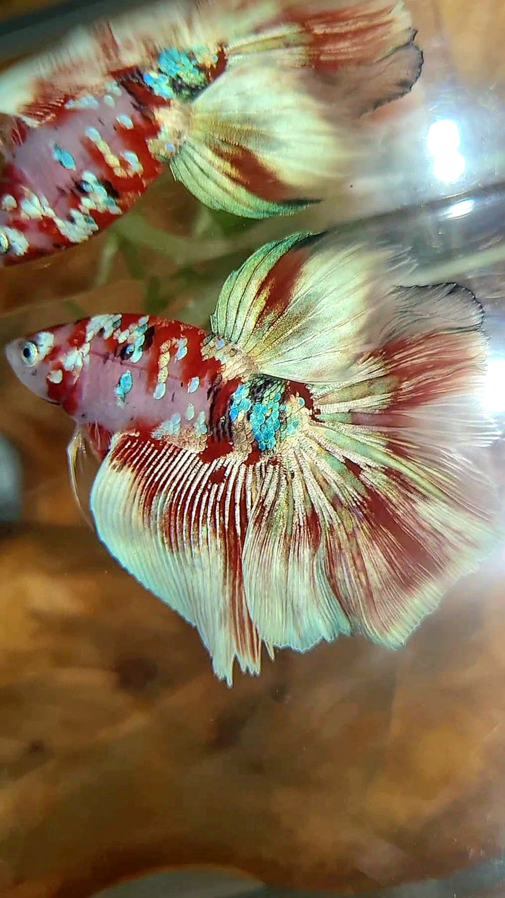 HALFMOON ROSETAIL BARONGSAI RED WHITE GALAXY MULTICOLOR BETTA FISH