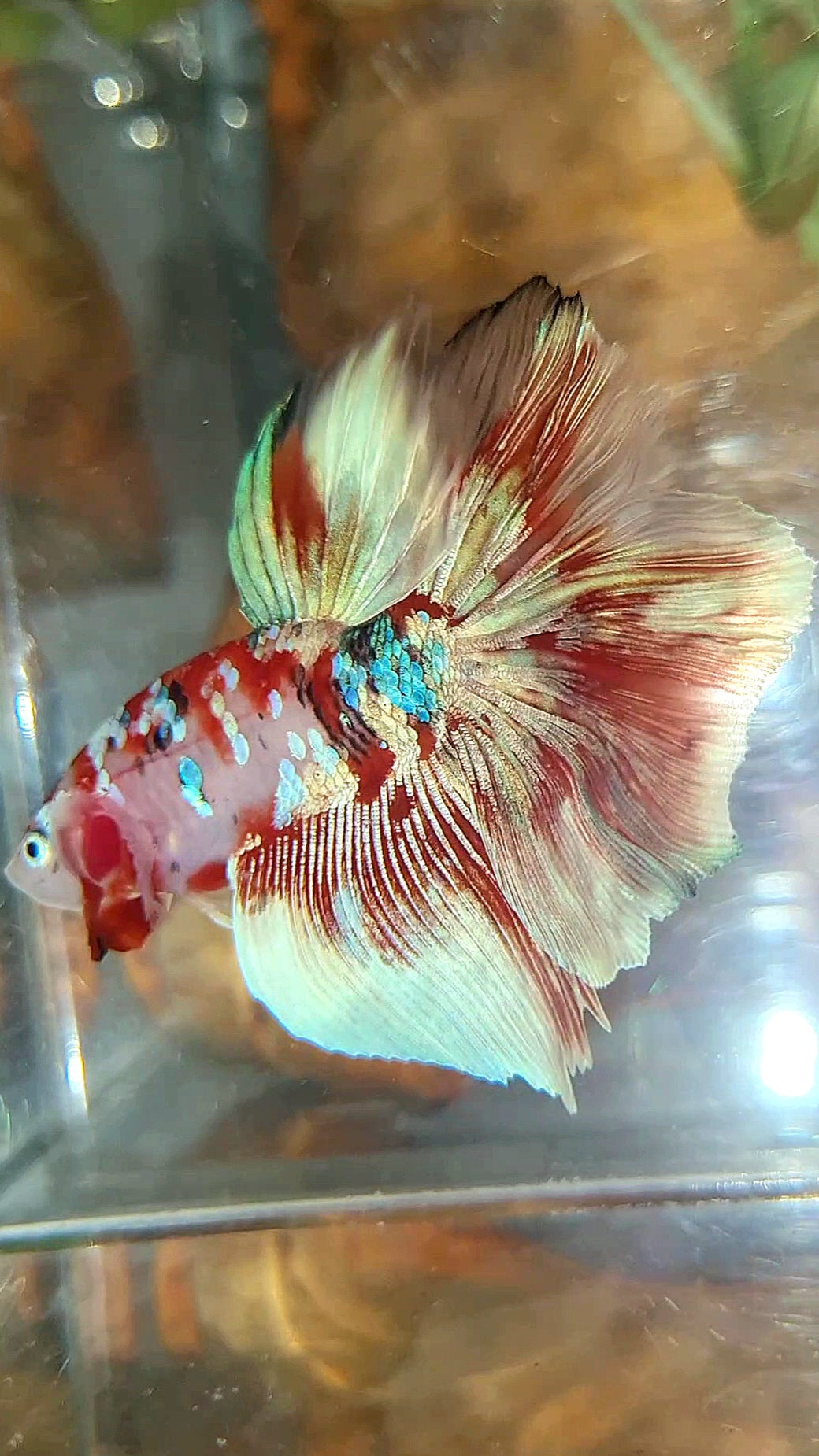 HALFMOON ROSETAIL BARONGSAI RED WHITE GALAXY MULTICOLOR BETTA FISH