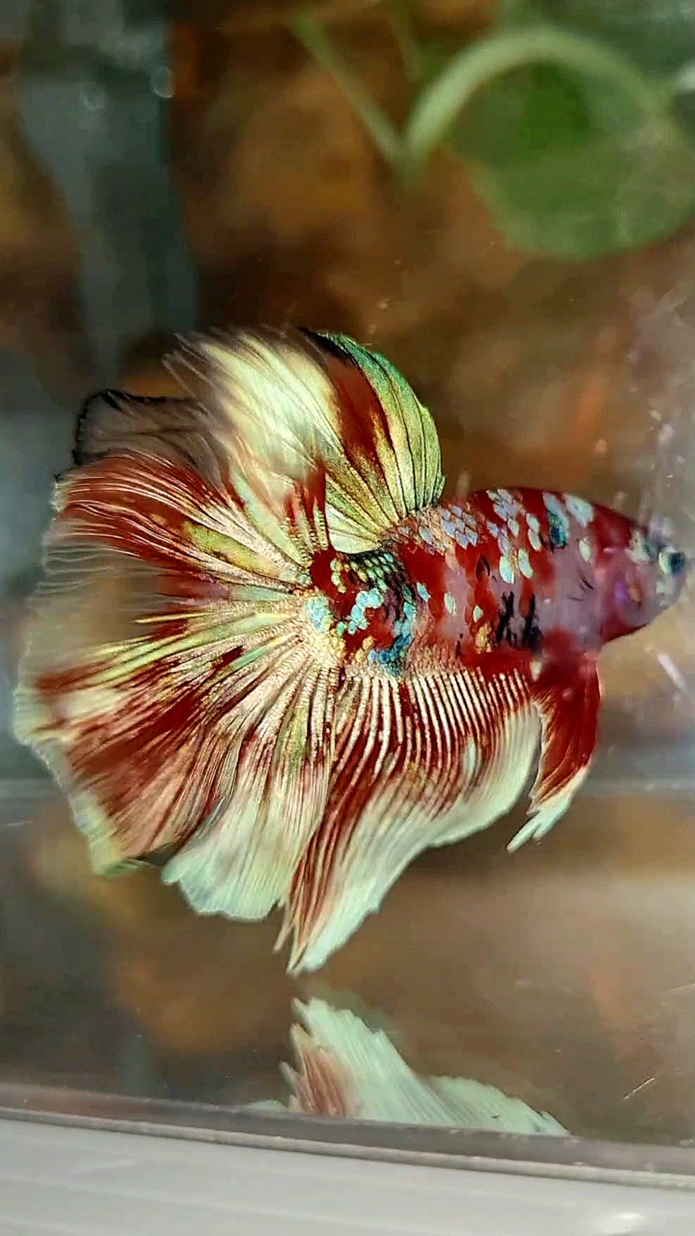 HALFMOON ROSETAIL BARONGSAI RED WHITE GALAXY MULTICOLOR BETTA FISH