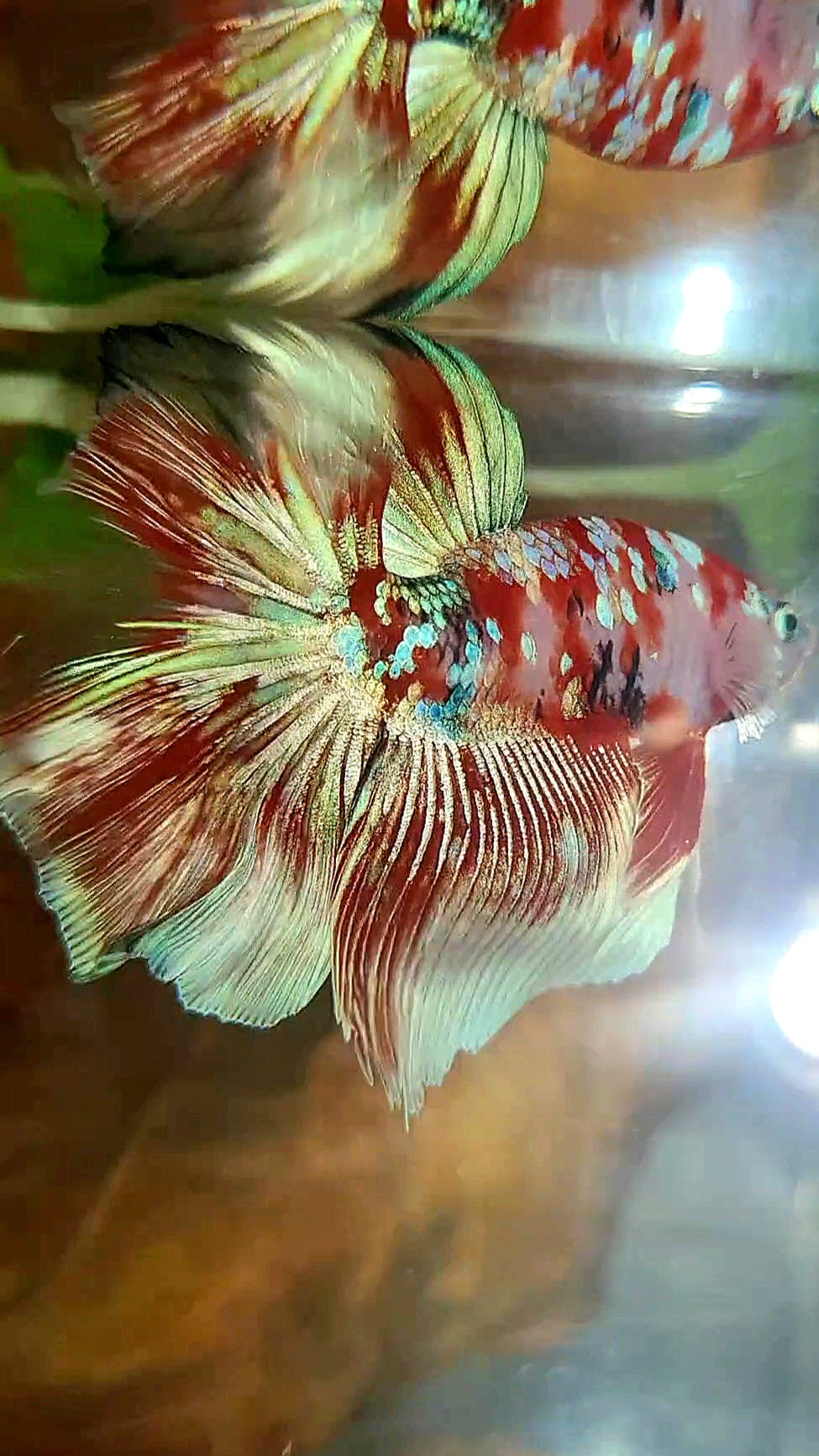 HALFMOON ROSETAIL BARONGSAI RED WHITE GALAXY MULTICOLOR BETTA FISH