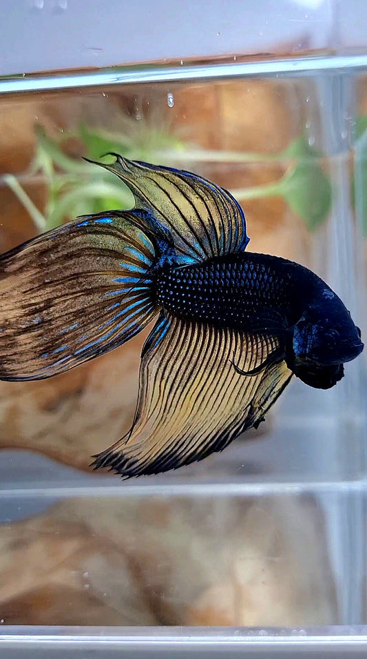 XL VEILTAIL BLACK MUSTARD GAS YELLOW BETTA FISH
