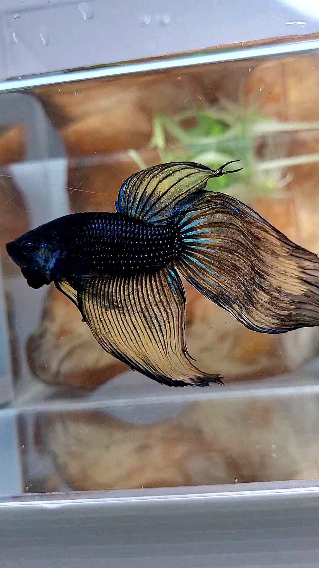XL VEILTAIL BLACK MUSTARD GAS YELLOW BETTA FISH