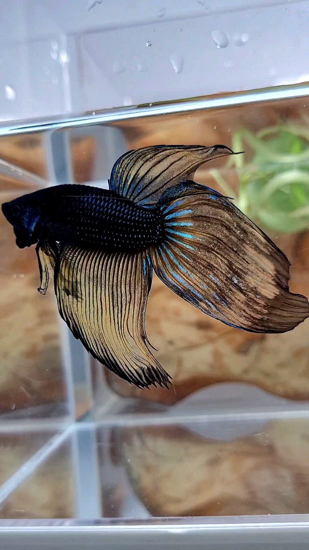 XL VEILTAIL BLACK MUSTARD GAS YELLOW BETTA FISH