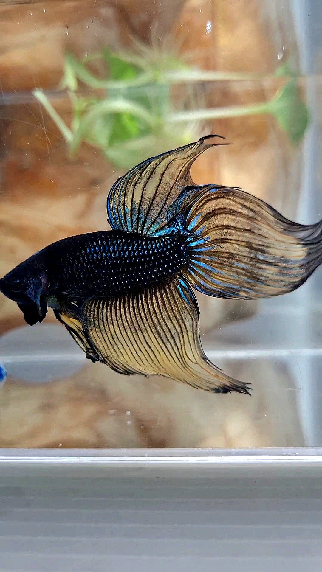 XL VEILTAIL BLACK MUSTARD GAS YELLOW BETTA FISH