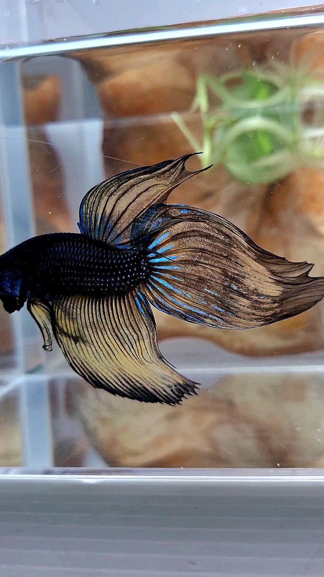 XL VEILTAIL BLACK MUSTARD GAS YELLOW BETTA FISH