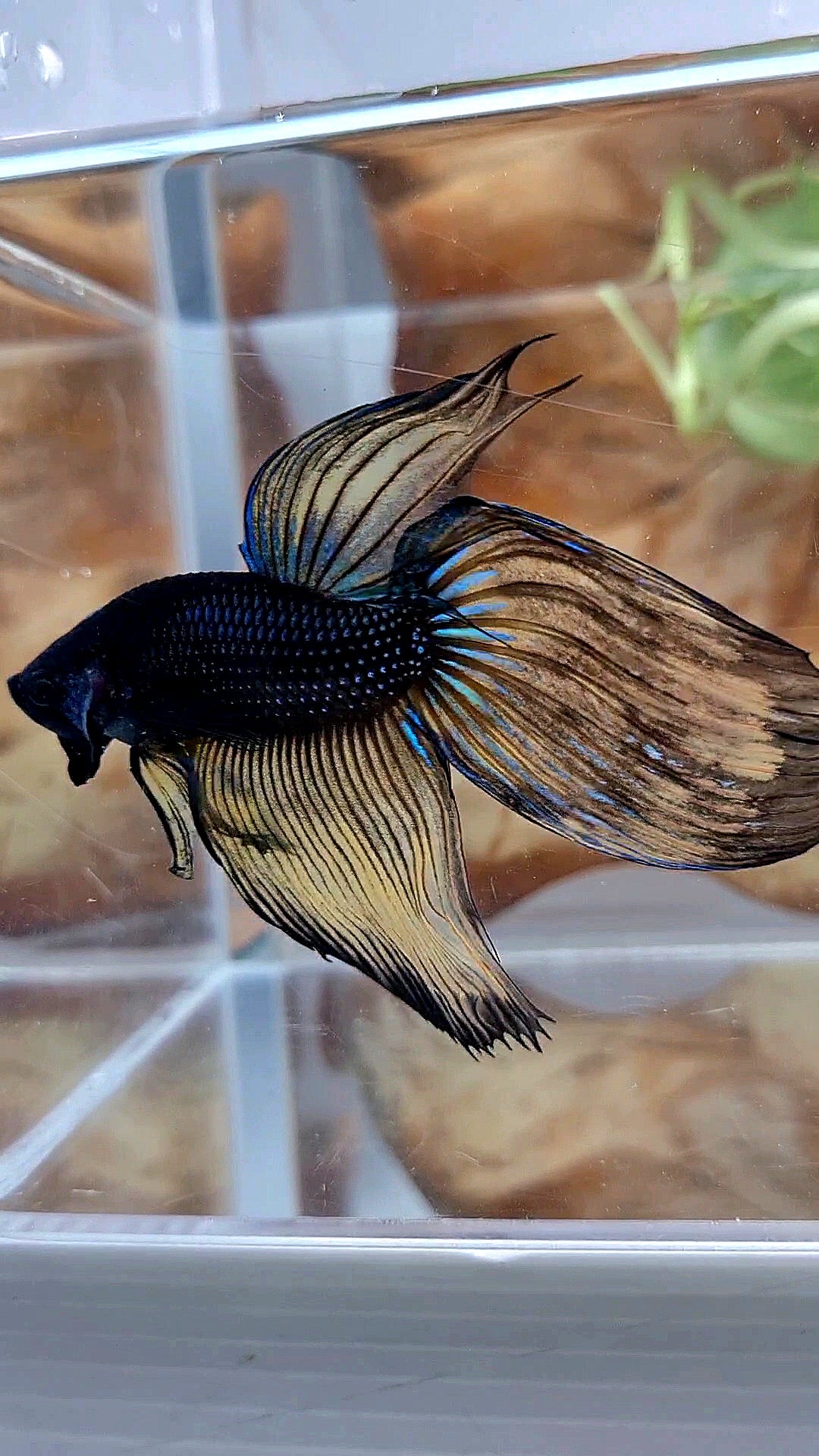 XL VEILTAIL BLACK MUSTARD GAS YELLOW BETTA FISH