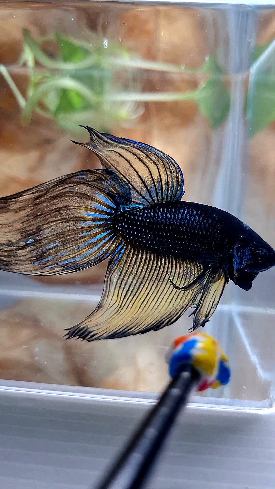 XL VEILTAIL BLACK MUSTARD GAS YELLOW BETTA FISH