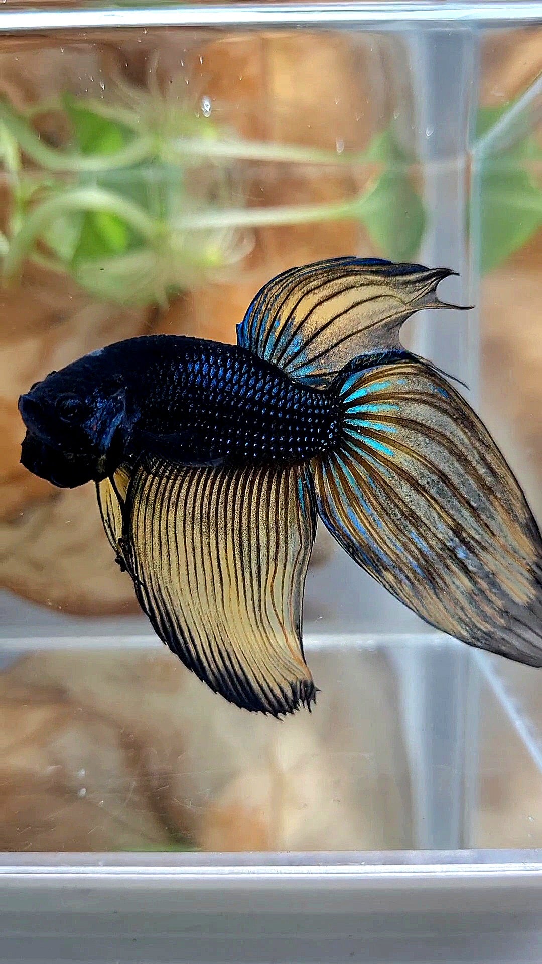 XL VEILTAIL BLACK MUSTARD GAS YELLOW BETTA FISH