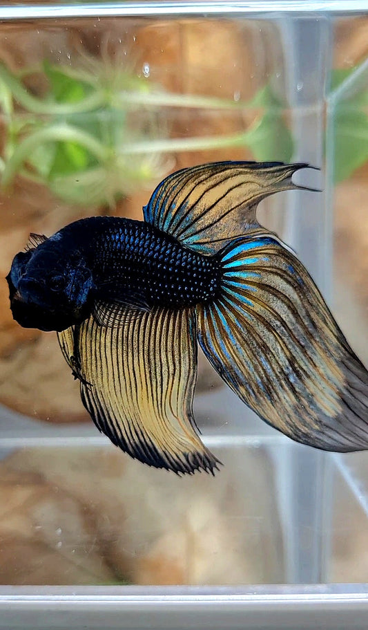 XL VEILTAIL BLACK MUSTARD GAS YELLOW BETTA FISH