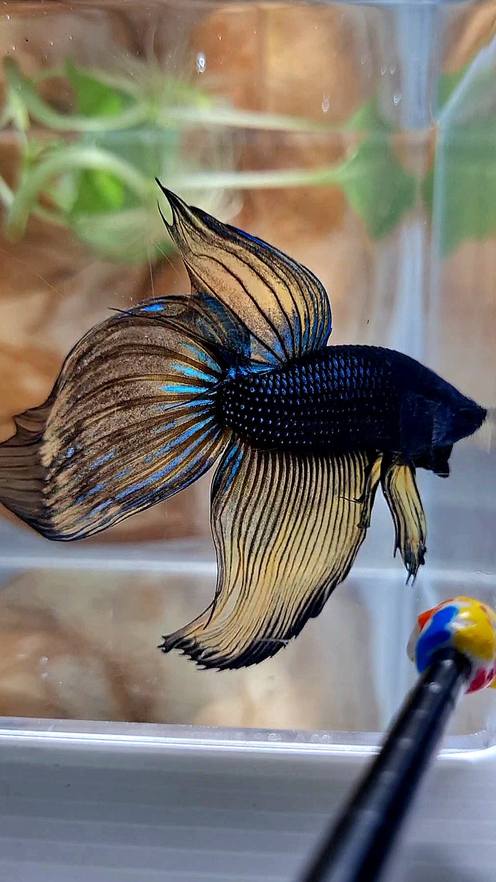 XL VEILTAIL BLACK MUSTARD GAS YELLOW BETTA FISH