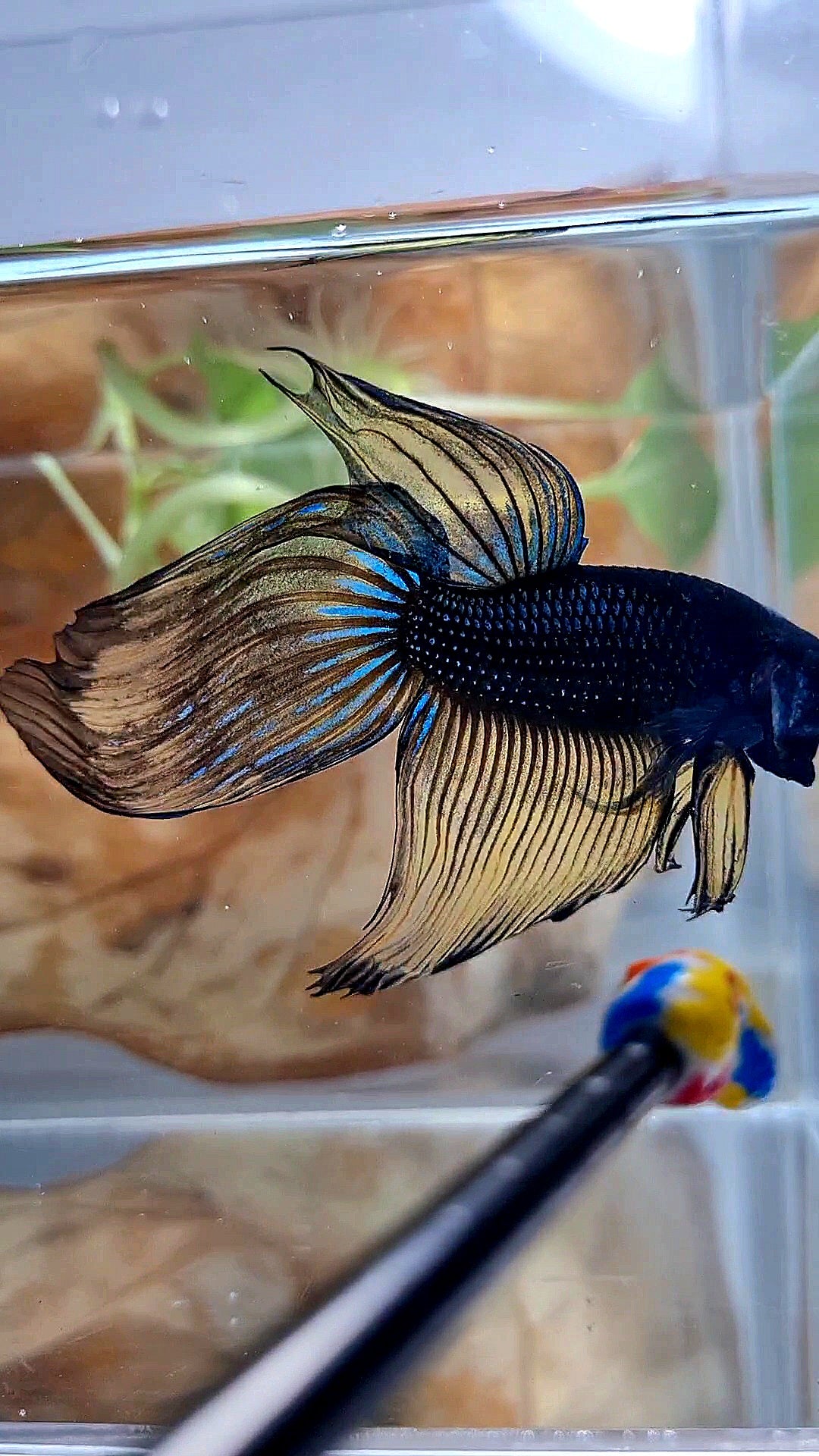 XL VEILTAIL BLACK MUSTARD GAS YELLOW BETTA FISH