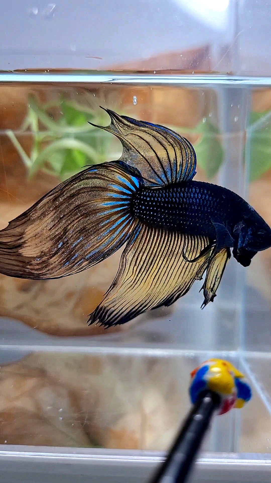 XL VEILTAIL BLACK MUSTARD GAS YELLOW BETTA FISH