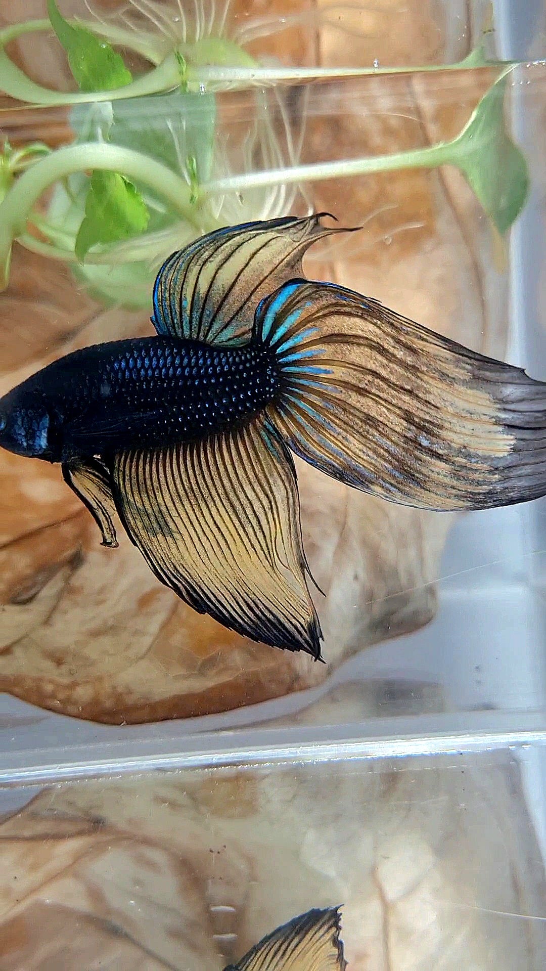 XL VEILTAIL BLACK MUSTARD GAS YELLOW BETTA FISH