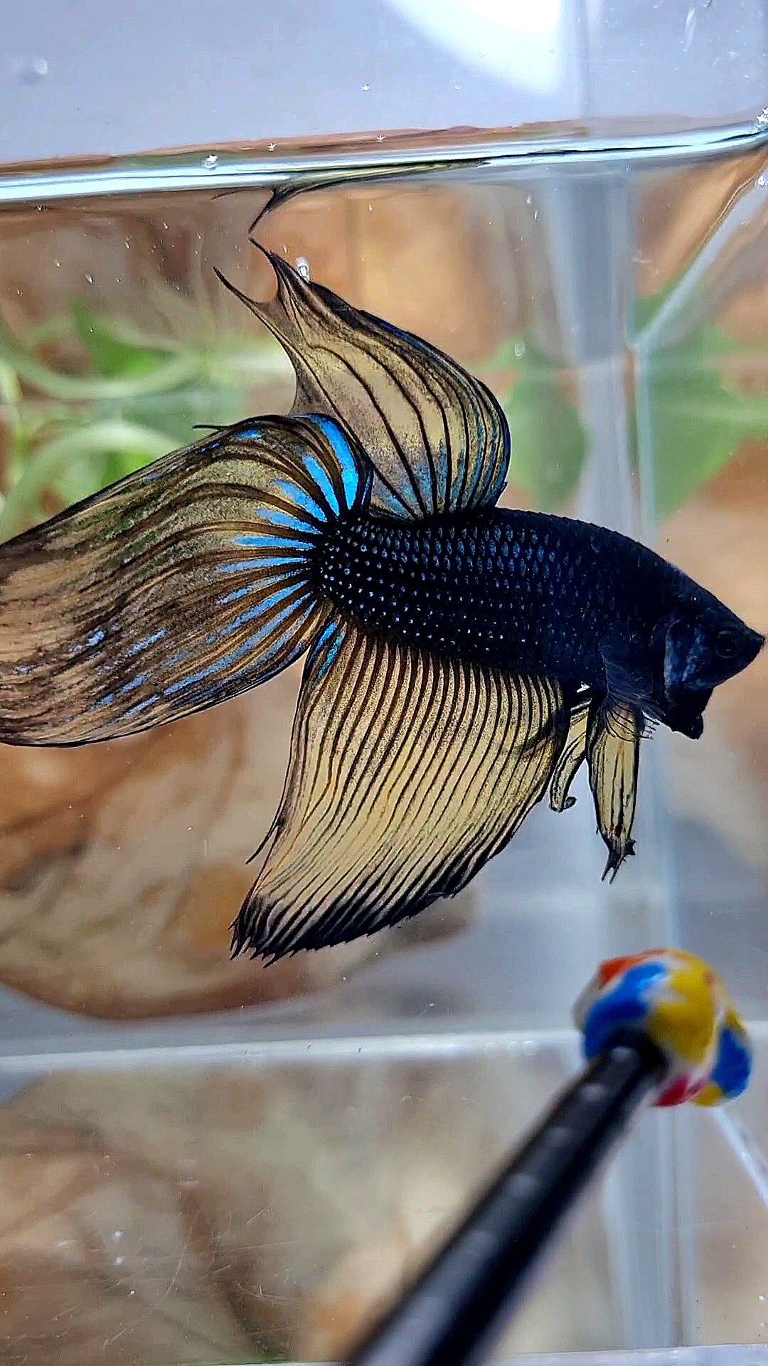 XL VEILTAIL BLACK MUSTARD GAS YELLOW BETTA FISH