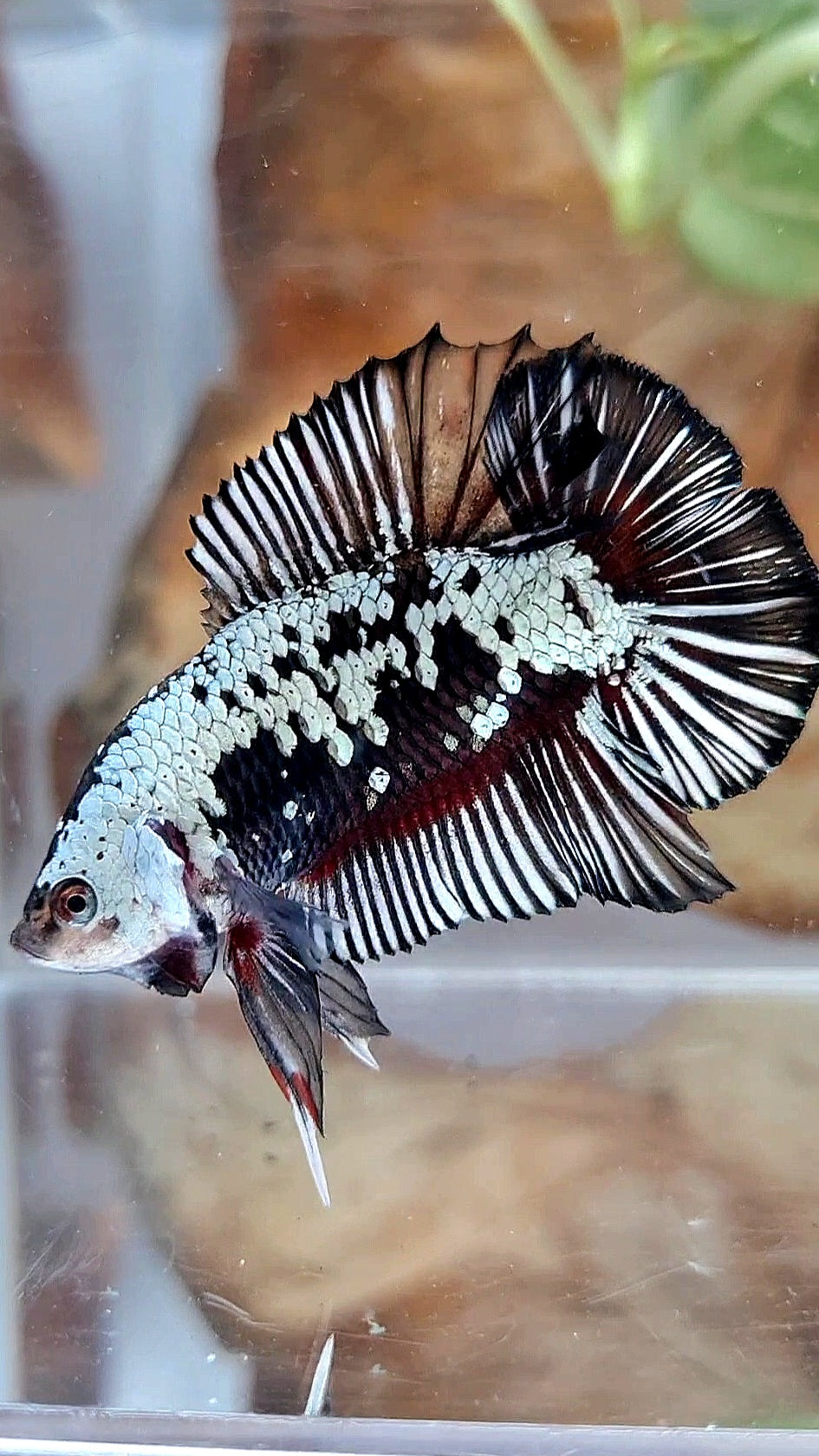 PLAKAT DOUBLE TAIL BLACK SAMURAI SNOW COPPER BETTA FISH