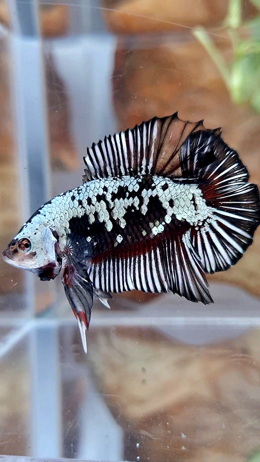 PLAKAT DOUBLE TAIL BLACK SAMURAI SNOW COPPER BETTA FISH