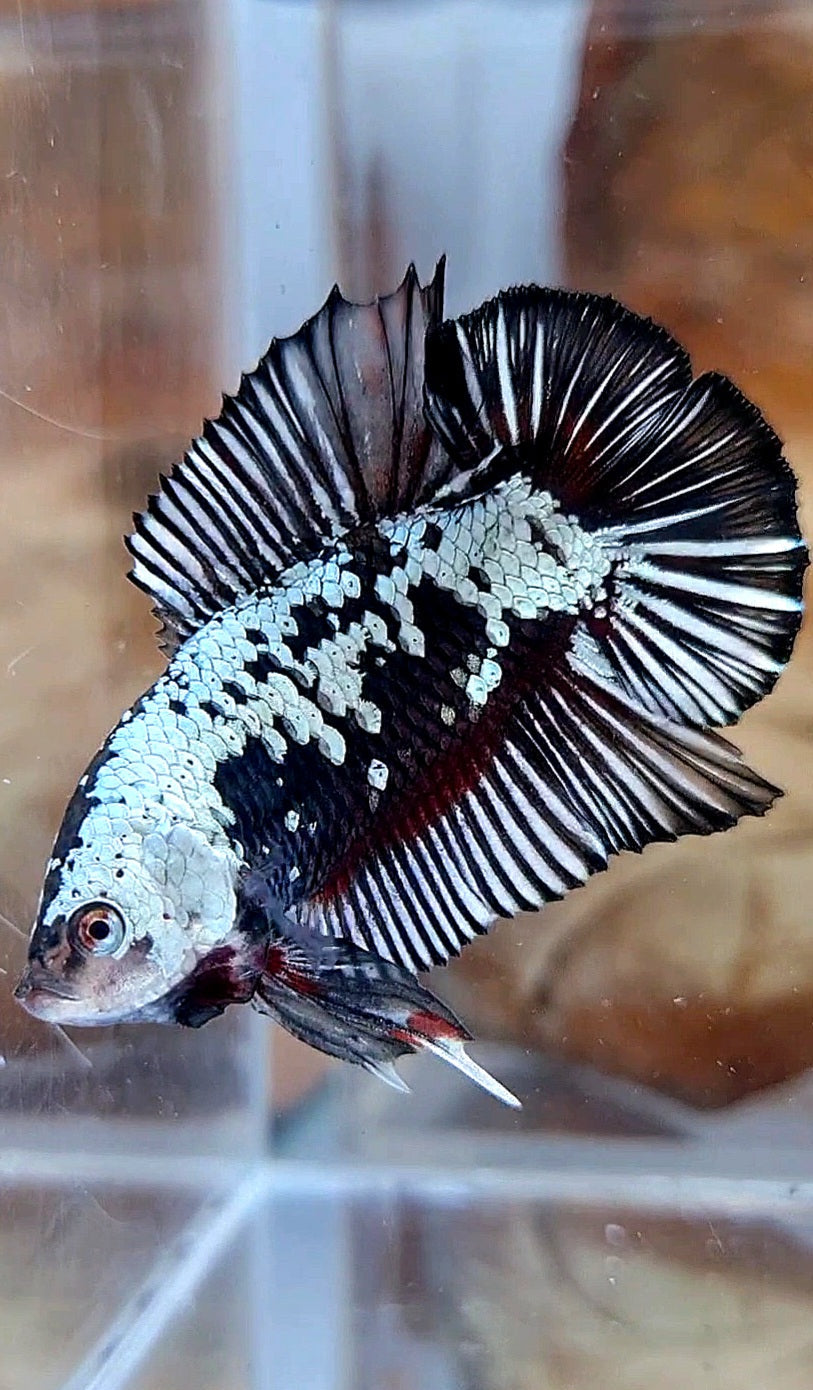 PLAKAT DOUBLE TAIL BLACK SAMURAI SNOW COPPER BETTA FISH