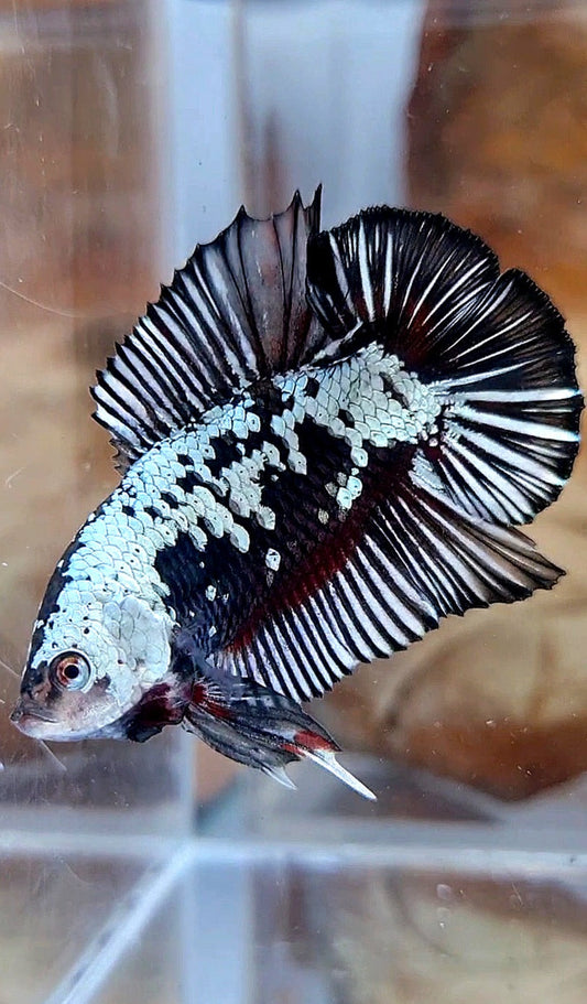 PLAKAT DOUBLE TAIL BLACK SAMURAI SNOW COPPER BETTA FISH