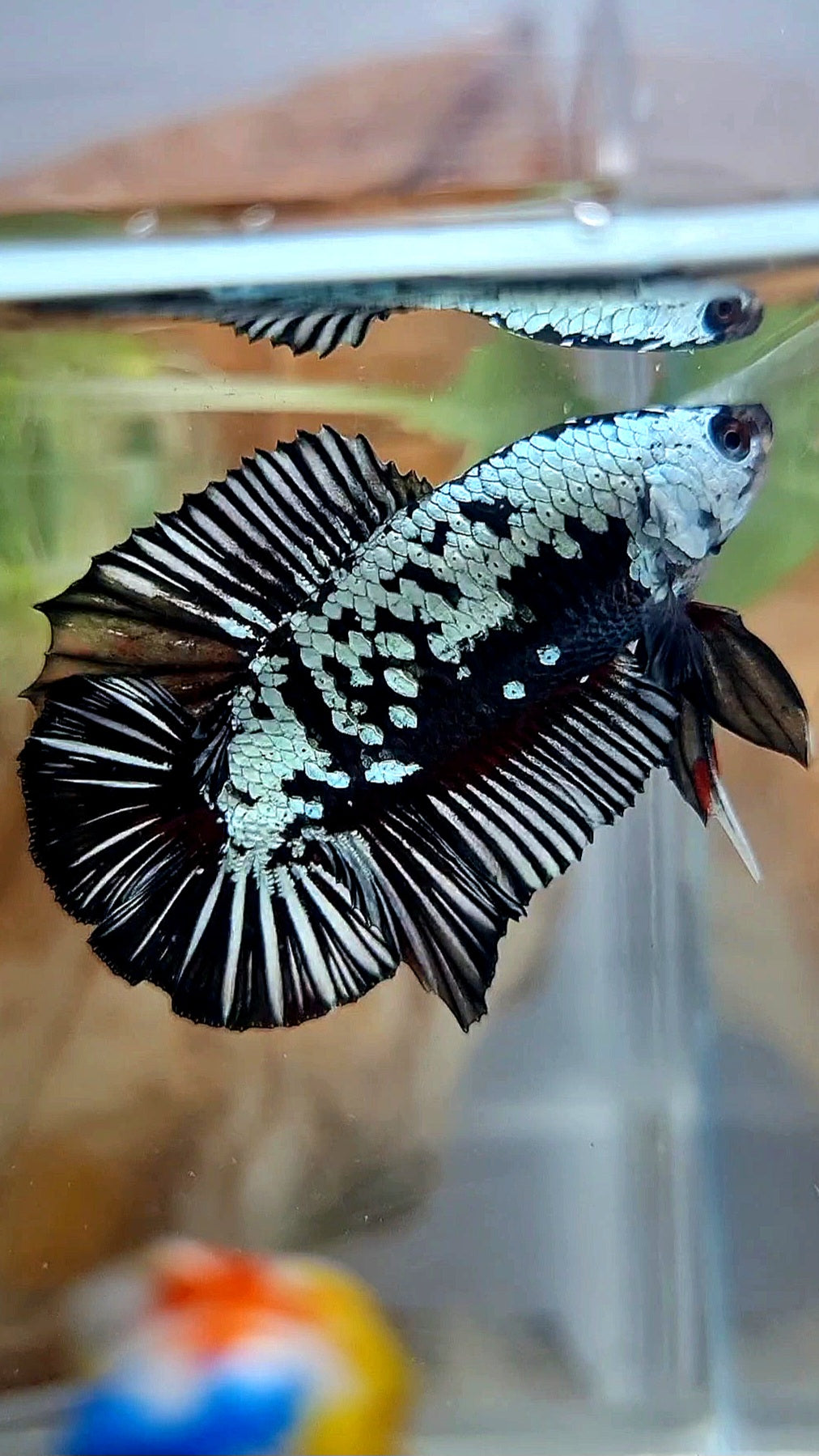 PLAKAT DOUBLE TAIL BLACK SAMURAI SNOW COPPER BETTA FISH