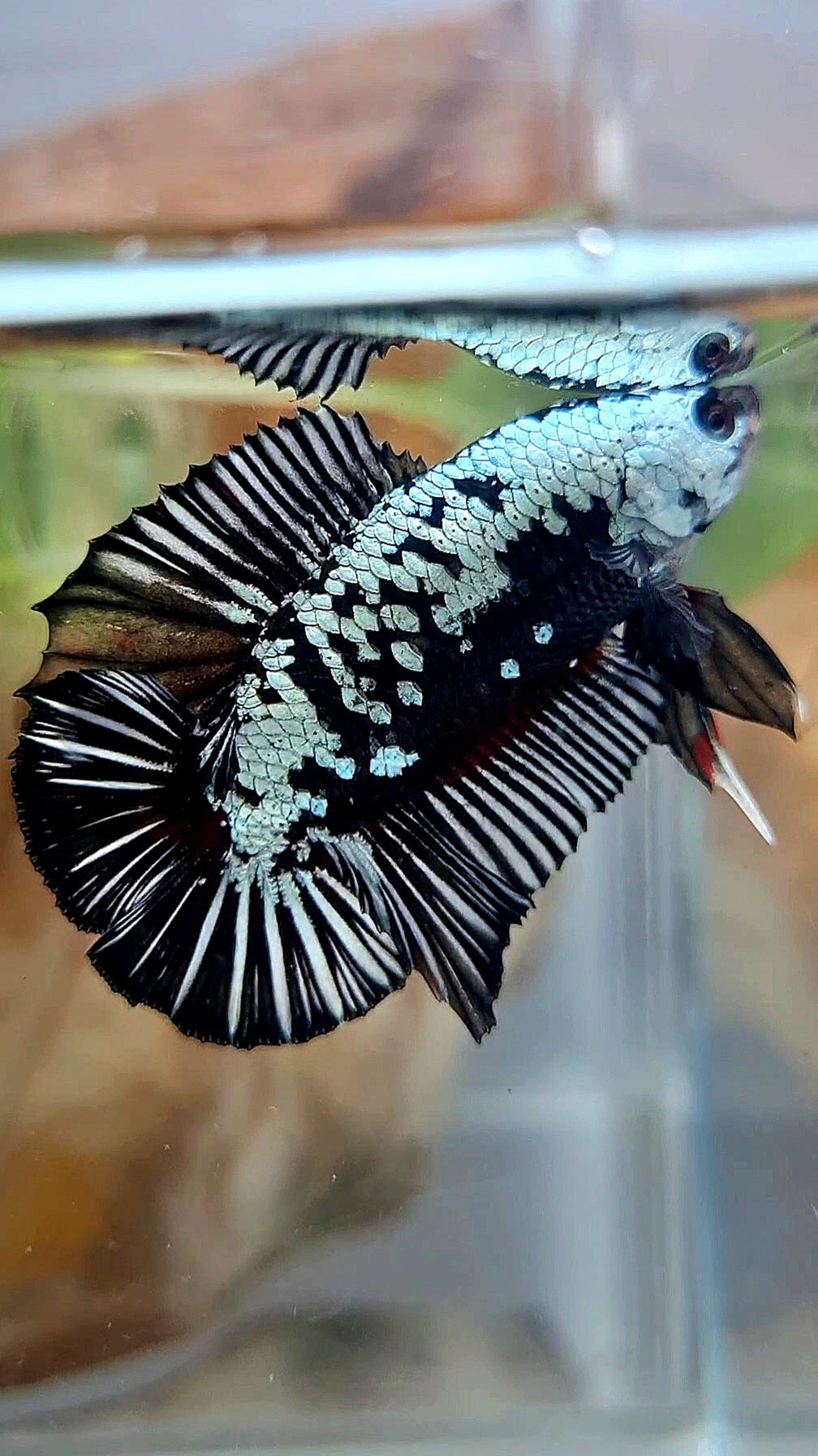 PLAKAT DOUBLE TAIL BLACK SAMURAI SNOW COPPER BETTA FISH