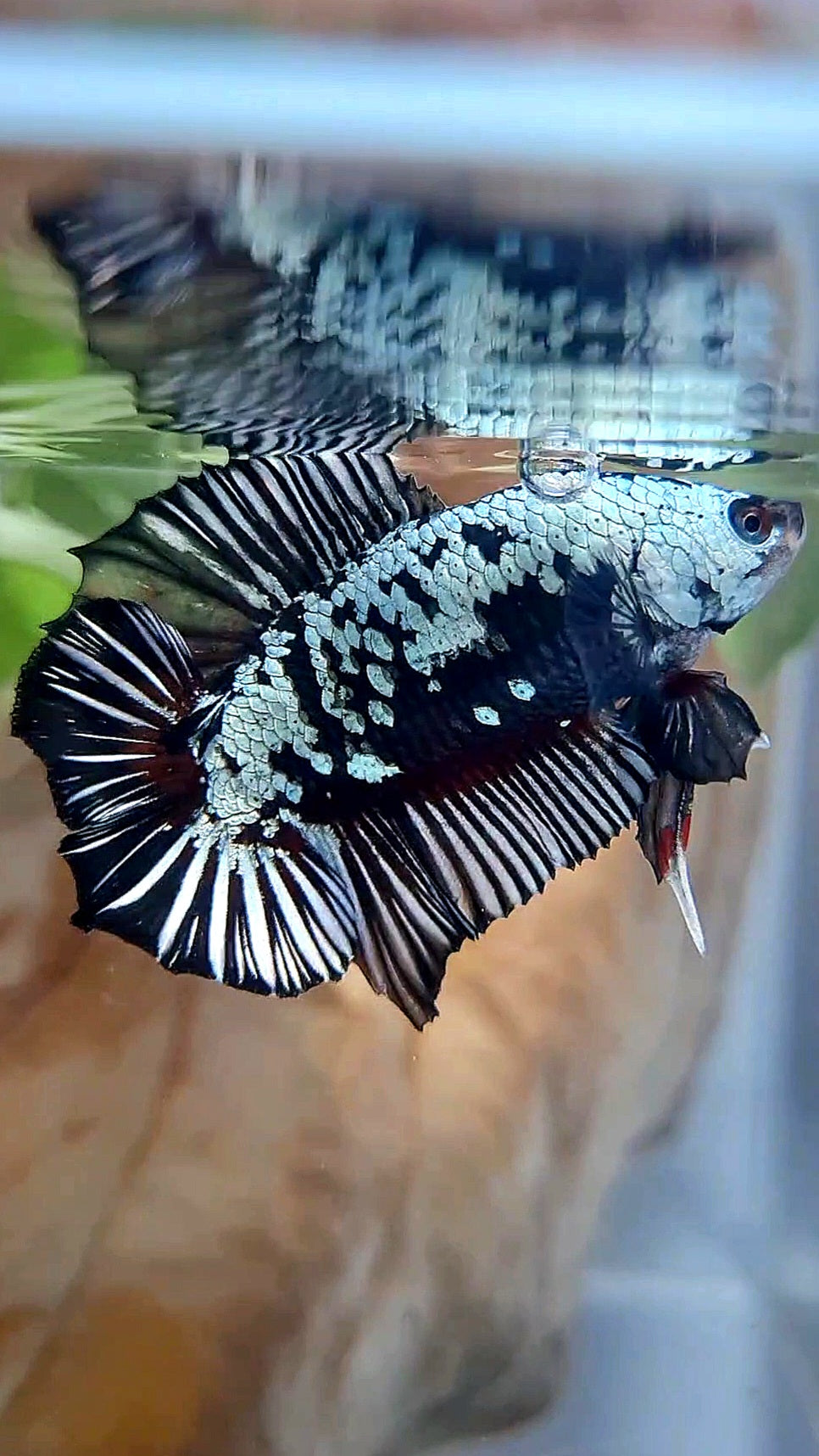 PLAKAT DOUBLE TAIL BLACK SAMURAI SNOW COPPER BETTA FISH