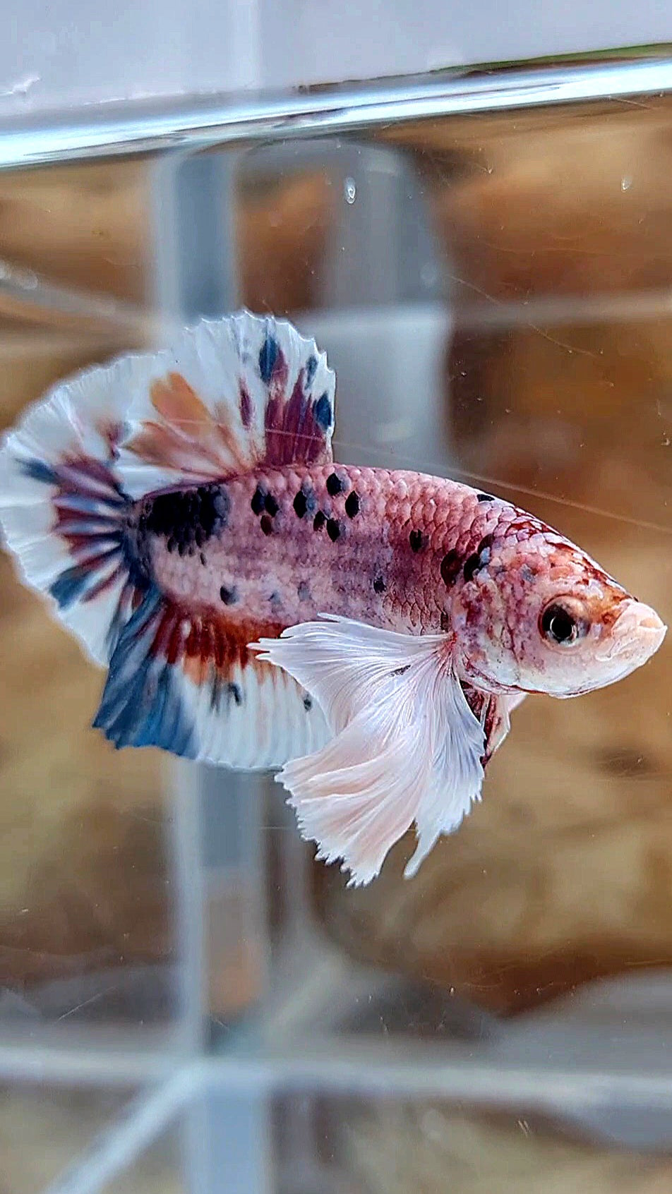 PLAKAT SUPER DUMBO EAR CANDY METTALIC MULTICOLOR FISH