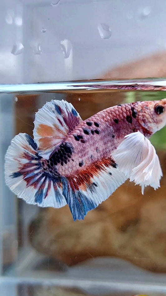 PLAKAT SUPER DUMBO EAR CANDY METTALIC MULTICOLOR FISH