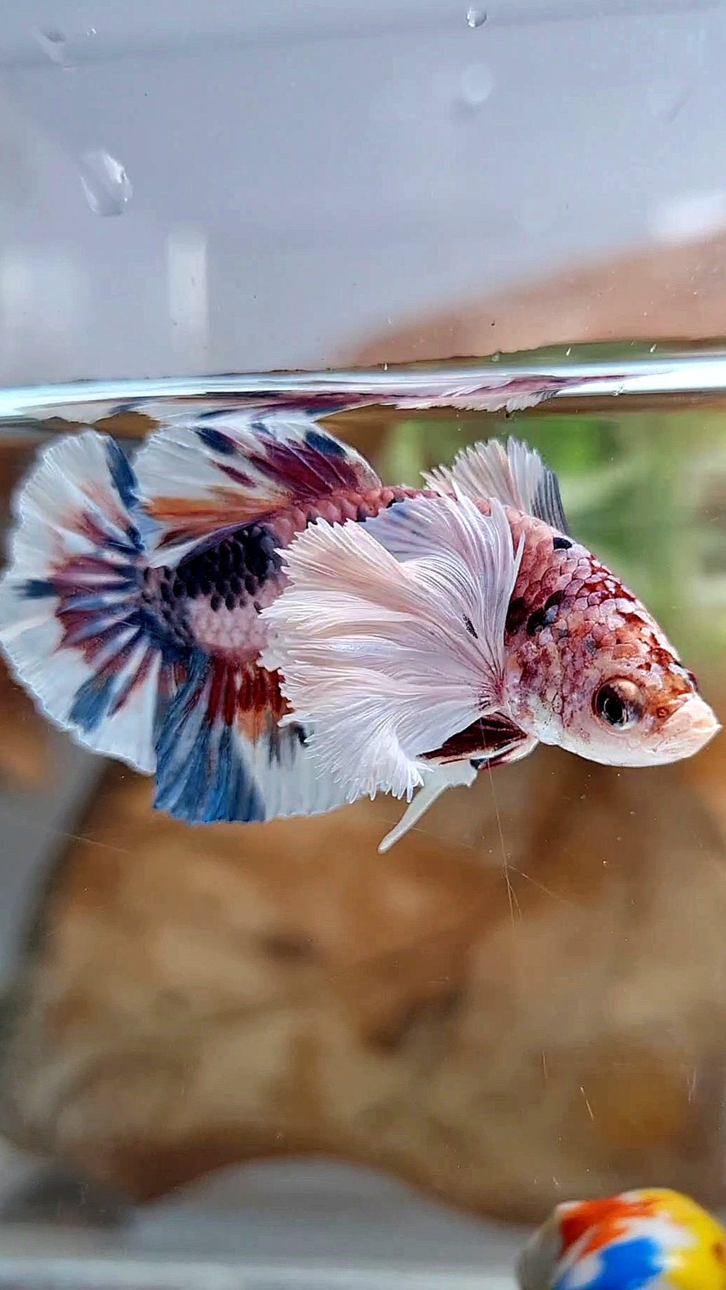 PLAKAT SUPER DUMBO EAR CANDY METTALIC MULTICOLOR FISH