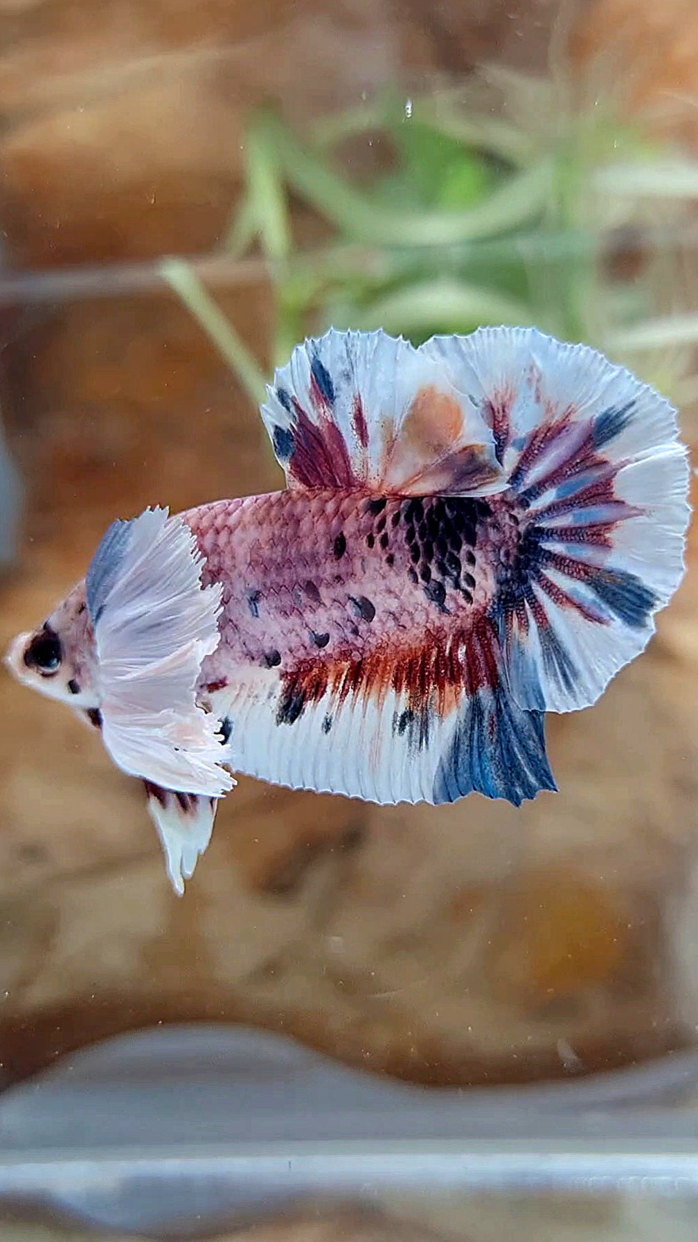 PLAKAT SUPER DUMBO EAR CANDY METTALIC MULTICOLOR FISH