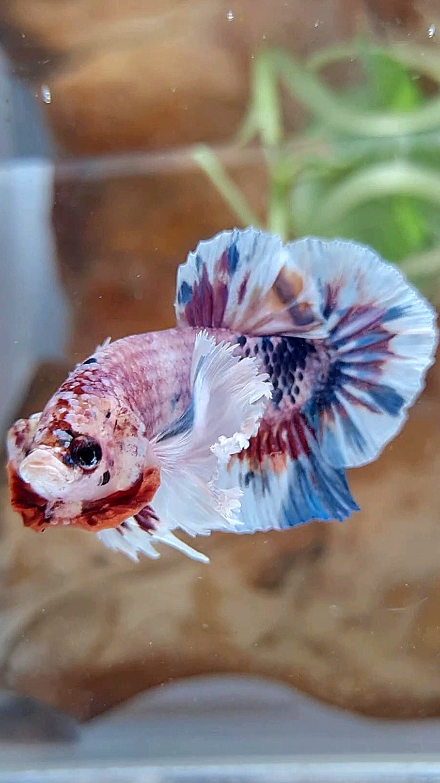 PLAKAT SUPER DUMBO EAR CANDY METTALIC MULTICOLOR FISH