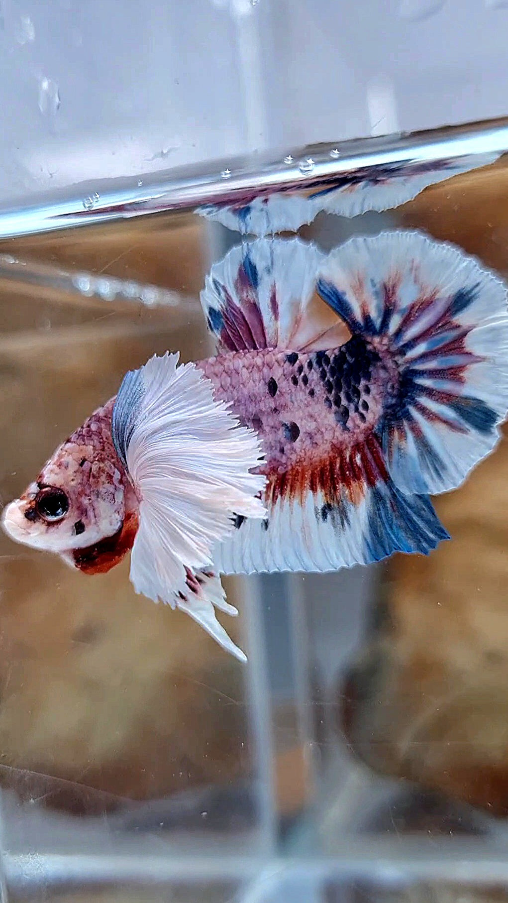 PLAKAT SUPER DUMBO EAR CANDY METTALIC MULTICOLOR FISH