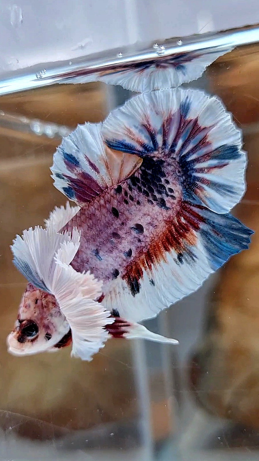 PLAKAT SUPER DUMBO EAR CANDY METTALIC MULTICOLOR FISH