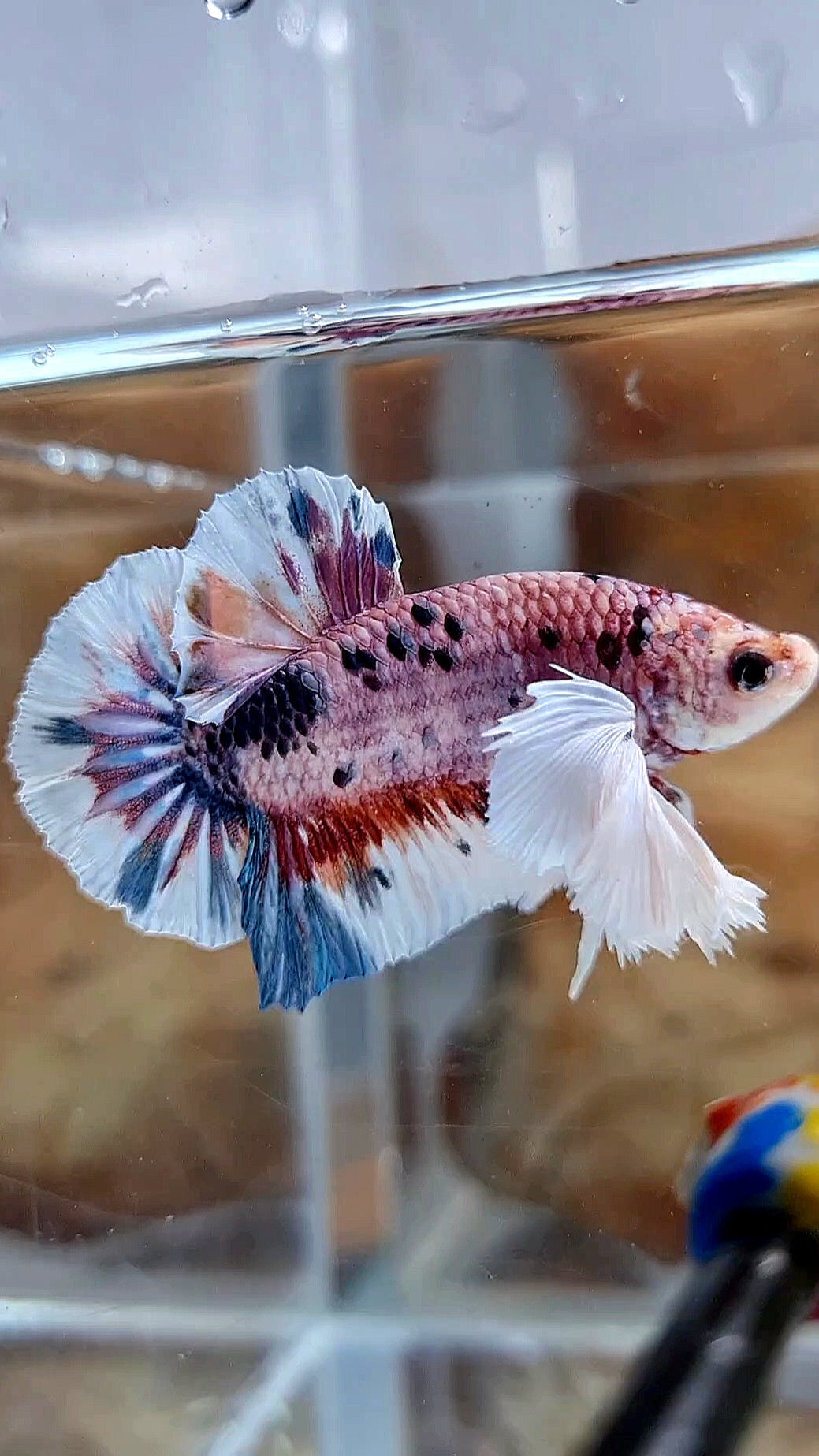 PLAKAT SUPER DUMBO EAR CANDY METTALIC MULTICOLOR FISH