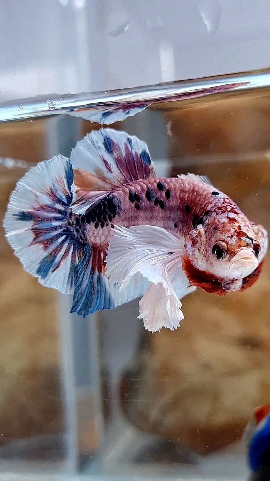 PLAKAT SUPER DUMBO EAR CANDY METTALIC MULTICOLOR FISH