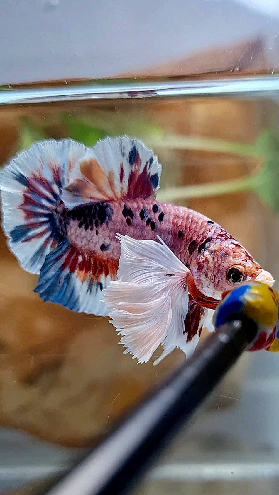 PLAKAT SUPER DUMBO EAR CANDY METTALIC MULTICOLOR FISH