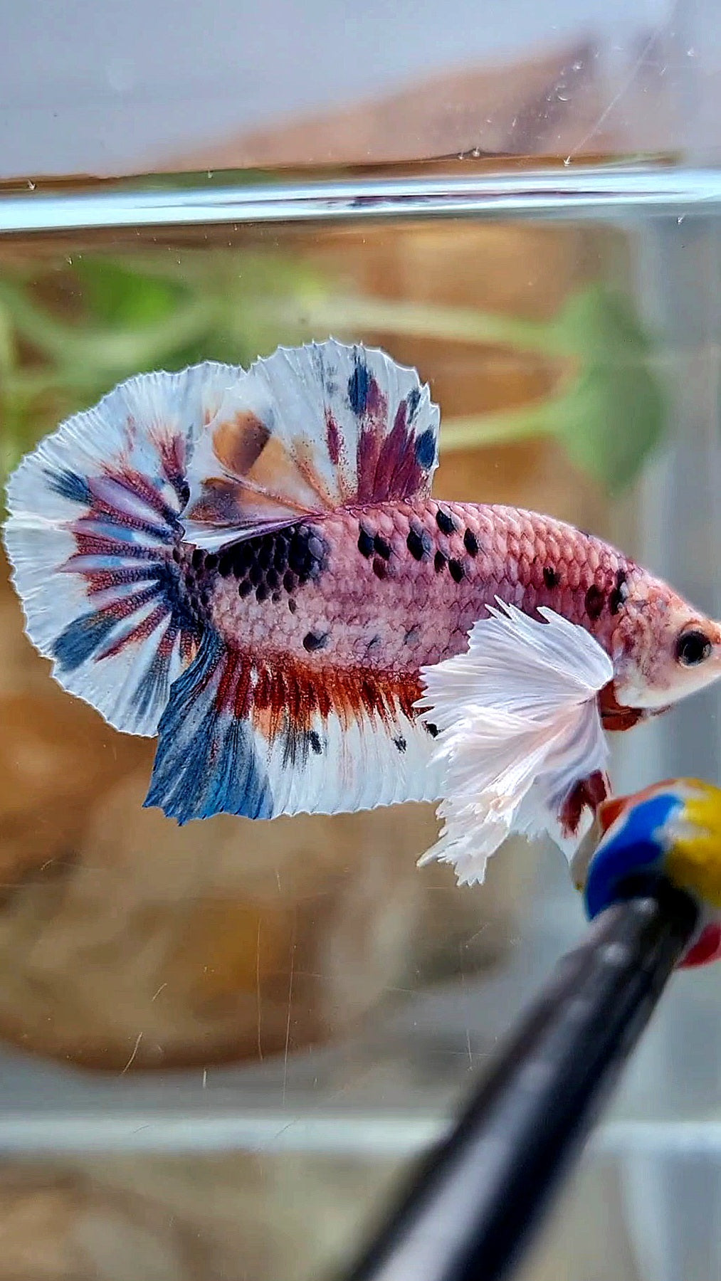 PLAKAT SUPER DUMBO EAR CANDY METTALIC MULTICOLOR FISH