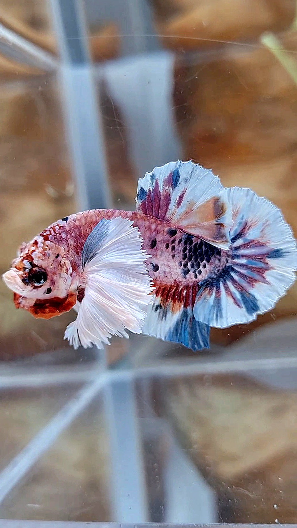 PLAKAT SUPER DUMBO EAR CANDY METTALIC MULTICOLOR FISH