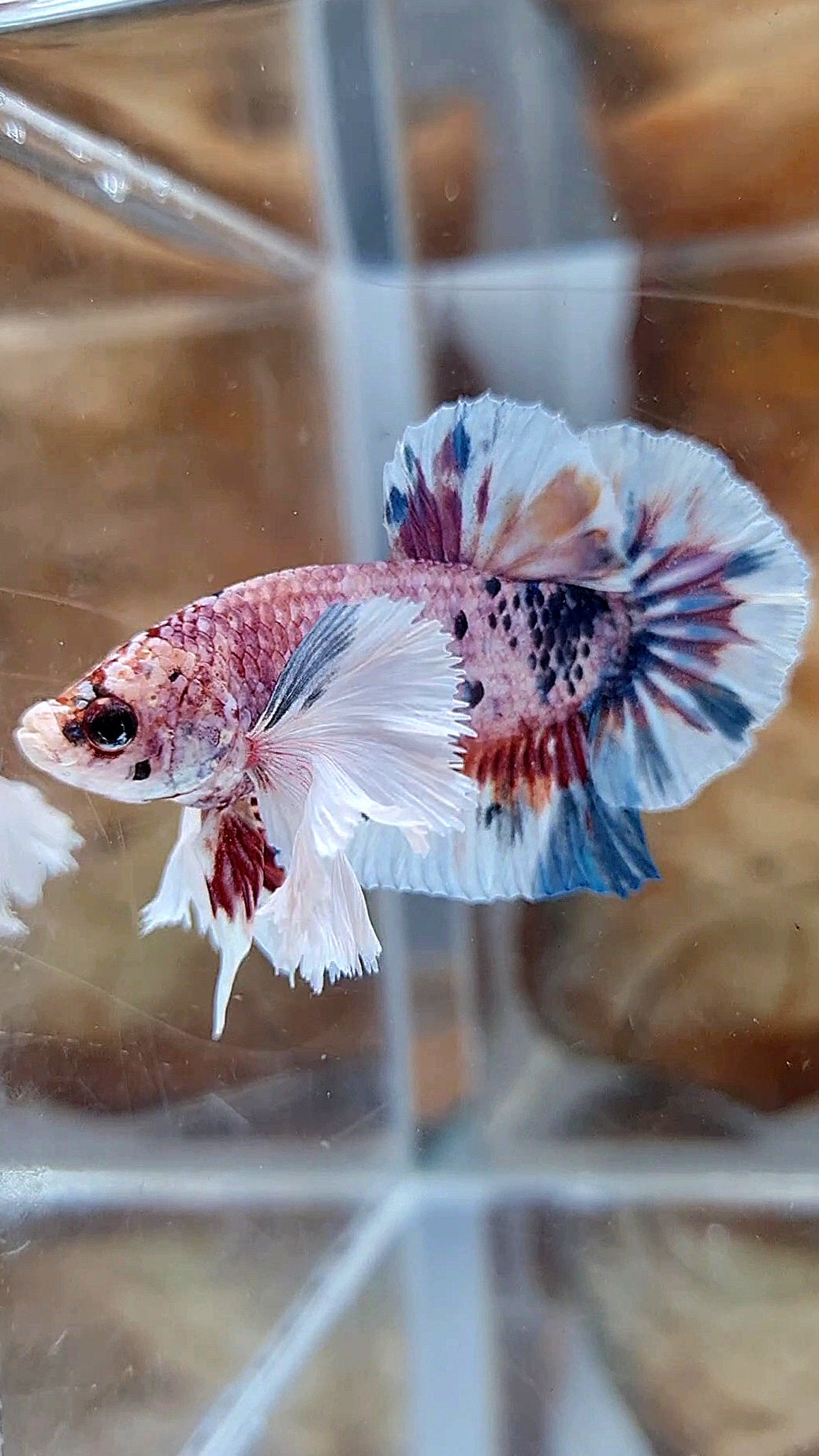 PLAKAT SUPER DUMBO EAR CANDY METTALIC MULTICOLOR FISH