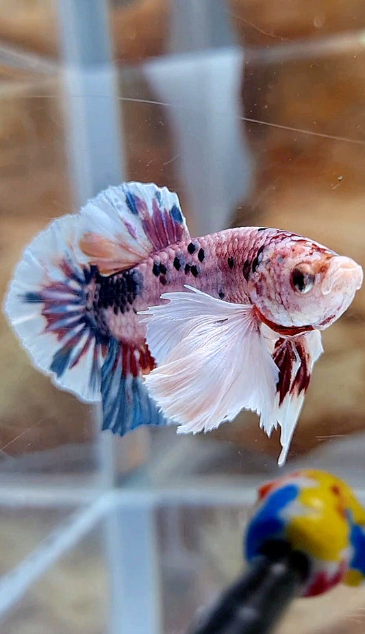 PLAKAT SUPER DUMBO EAR CANDY METTALIC MULTICOLOR FISH